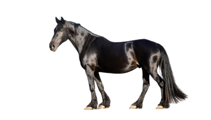 Black Horse Galloping with Saddle on White Background