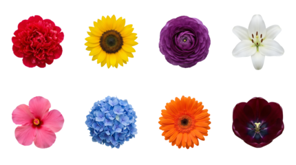 Floral Botanical Collection Set of Peony Sunflower Ranunculus Lily Hibiscus Isolated Macro Blooms on White Background