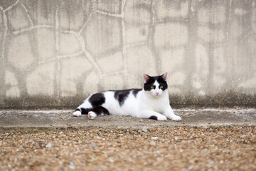 5月、リラックスする野良猫