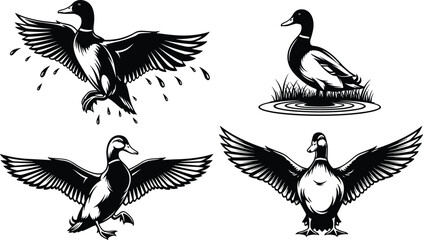 Obraz premium Duck silhouettes in flying, landing and standing poses, wildlife bird illustration set, black vector design, nature animal collection isolated on white background