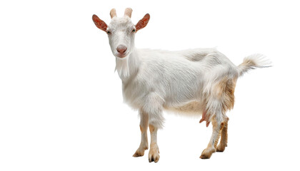 Fototapeta premium White Goat Standing on a White Background