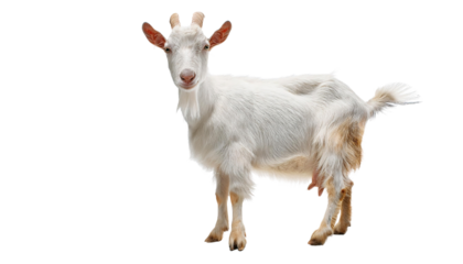 White Goat Standing on a White Background
