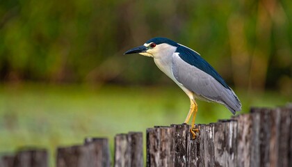 Obraz premium Night Heron Perched on Weathered Wooden Fence, Natures Beauty in Focus.