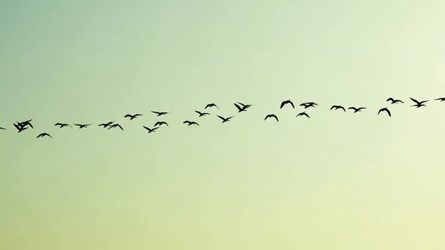 A flock of birds fly in formation across a serene gradient evening sky.