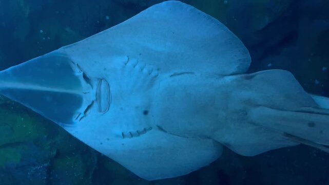 Fish with Human-face-like smiling expression fish also known as Thornback ray and Jinmengyo fish.