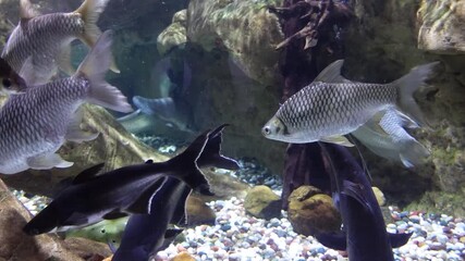 Fish swimming among corals inside the Dubai Aquarium, showcasing a vibrant underwater world with diverse marine species and colorful reef life.