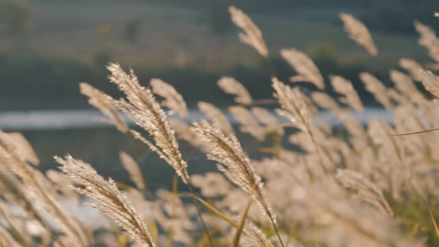 Golden pampas grass plumes sway gently in the soft, warm sunlight of autumn
