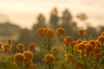 Marigold flowers in the gentle morning sunlight.