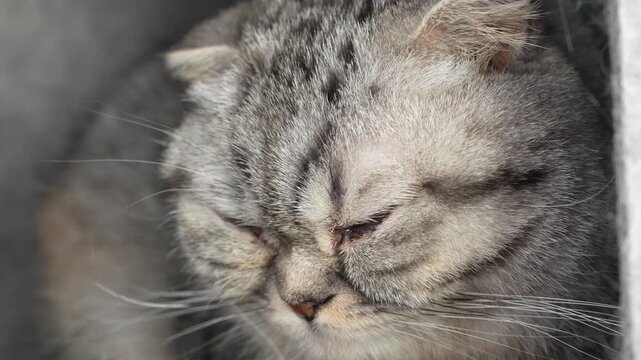 Close up grumpy tabby scottish cat looking at camera with dirty eyes. Brown and grey domestic pet with yellow eyes.