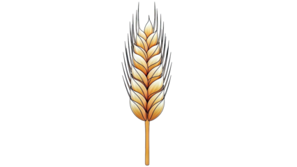 Illustration of a single wheat stalk