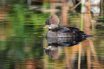 Female Hooded Merganser Swimming Calmly on Reflective Pond in Cupertino