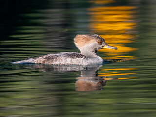 Female hooded merganser swimming on calm reflective water in Cupertino