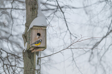 Chilly garden avian refuge scene, Resilient songbird perched at frostcovered wooden birdhouse, Cozy winter garden scene with bright yellow bird resting on snowy birdhouse