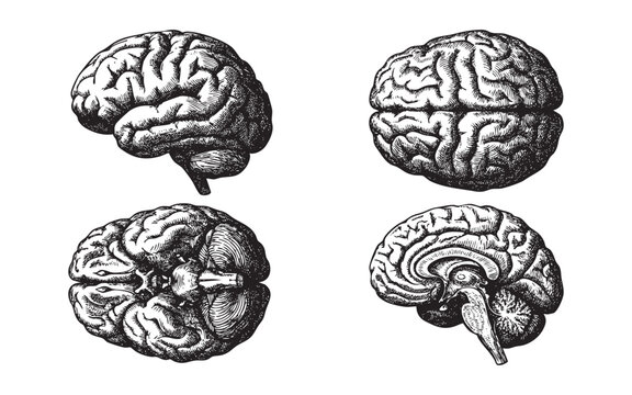 human brain shown from different perspectives (side, top, bottom, cross-section) in a vintage medical style.