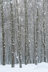 Fototapeta premium Silent snowladen birch pathway, Tranquil winter scene with pristine snow and gentle light, Serene outdoor landscape featuring snowcovered birch trees and soft cloudy sky