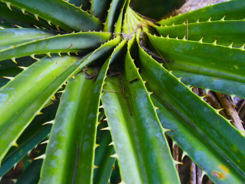 Pandan duri leaves with sharp thorns growing in a radial pattern. Green screw pine plant texture, tropical botanical background, and wild pandanus tectorius foliage in the garden.