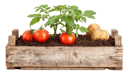 Rustic wooden crate filled with fresh tomatoes, a small potato plant, and earthy soil against a plain white background.