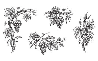Naklejka premium grape vines with bunches of grapes, tendrils, and leaves in a vintage woodcut style.