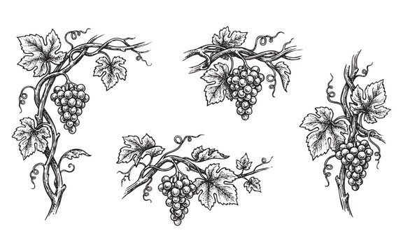 grape vines with bunches of grapes, tendrils, and leaves in a vintage woodcut style.