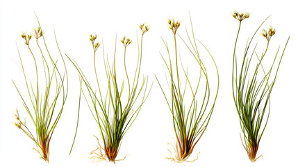Set of juncus effusus common rush isolated perfectly cutout high resolution stock illustration on white background