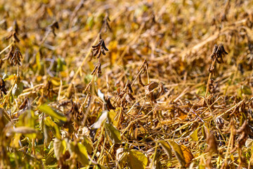 Mature soybean field at harvest golden brown pods and withered leaves under warm lateafternoon...