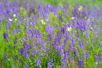 Obraz premium A Vibrant Wildflower Meadow in Full Bloom, Radiating Beauty and Life, is Truly Captivating