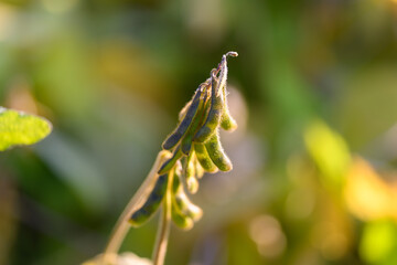 Soybean harvest cues, Signs showing ideal moment to harvest soybeans, Visual indicators such as pod maturity and coloration guide optimal soybean harvesting timeframe