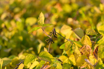 Calm dusk setting highlighting natural plant elegance and light contrasts, Peaceful twilight...