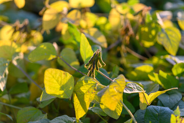 Dawn frost detail, Early morning frost emphasizes delicate plant vulnerabilities, Microscale frost...