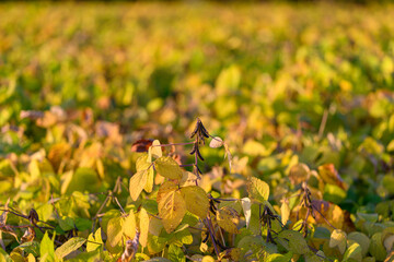 Autumn soybean ripening, Seasonal soybean leaves and pods, Yellowing soybeans signal harvest season...