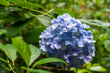 Close-up of Vibrant Blue and Purple Hydrangea Petals Blooming Against a Soft Green Leaf Bokeh Background.
