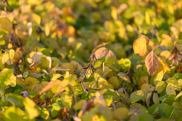 Warm sunlight over expansive soybean leaves, Sprawling soybean plant canopy bathed in sunlight...