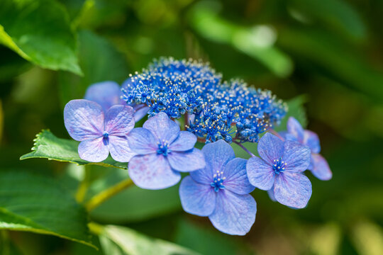 Closeup macro shot of a blooming blue "Gaku Ajisai" (Lacecap Hydrangea, Hydrangea macrophylla f. normalis), showcasing its delicate fertile and sterile flowers.