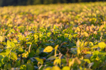Bright sunset soybeans, Golden hour reveals soybean details, Sunset bathing soybean fields in...