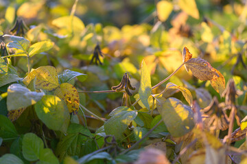 Harvest preparation depicted through dried soybean pods and seasonal colors, Detailed view of dried...