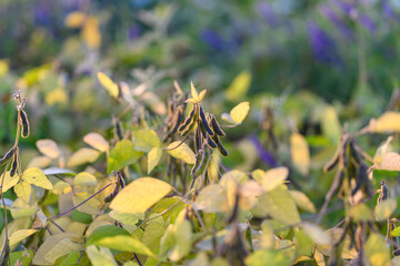 Soybean macro detail, Closeup of soybean pods detailed, Intricate soybean pods with dew and...