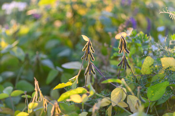 Early sunlight highlighting fields with peaceful rural agricultural vibe, Morning sun casting warm...