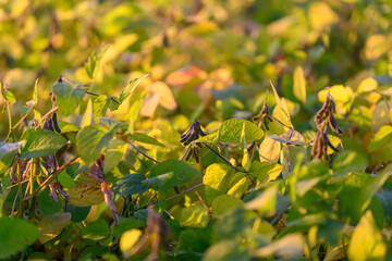 Sunlit young soybean canopy with peaceful farmland atmosphere, Soft morning sunlight bathes...