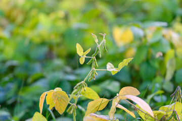 Morning glow highlights tender growth, Dewkissed stems with mellow yellow leaves, Vibrant young...