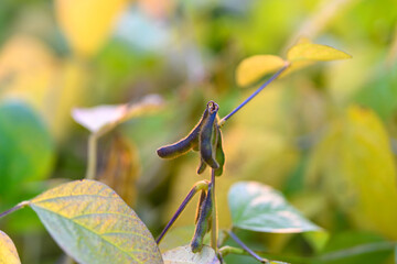 Closeup soybean pod showing texture and curvature, high contrast, crisp focus on hair and veins,...