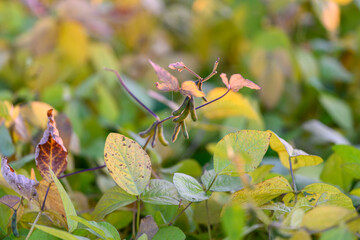 Natural farm visuals, Vibrant farm scene featuring soybeans and lush foliage, Depictions of...