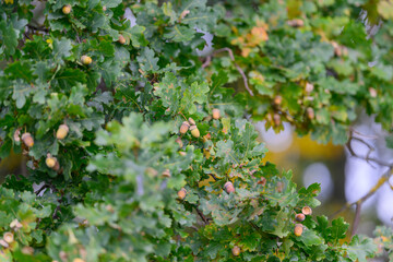 Vibrant and Lush Oak Tree Foliage with Acorns during the Beautiful Autumn Season