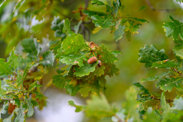 Lush and Vibrant Green Oak Leaves adorned with Acorns, capturing the essence of Nature
