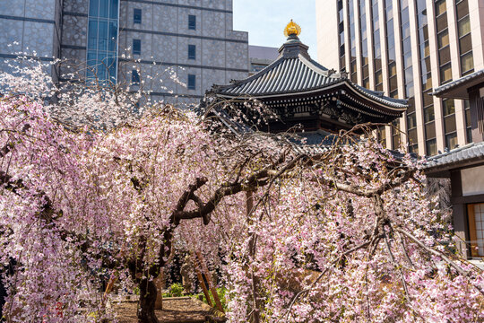 Weeping cherry blossoms in full bloom surrounding the historic hexagonal main hall of Rokkakudo Temple, birthplace of Ikenobo. Kyoto, Japan.