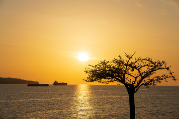 Silhouette of a tree and ships on the ocean horizon during golden sunset.
