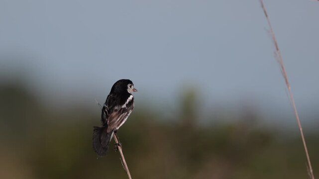 Endangered rare Cock-tailed Tyrant flycatcher bird perched on grass in tropical grassland savanna2