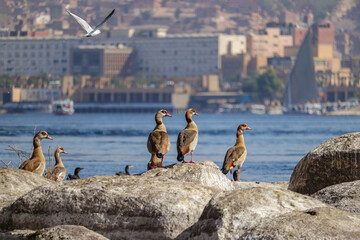 Geese birds on the Nile River in Aswan, Egypt 