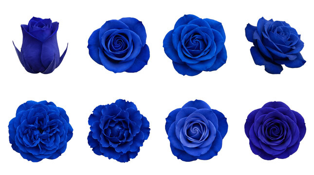Blue Rose