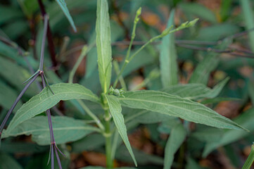 Green Plant's Close-up: a close-up image of a vibrant green plant showcases its intricate details,...
