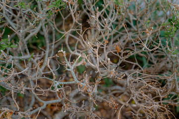 Artistic Abstract of Dry Bush: A detailed, artistic view of a dry bush in a natural setting. The intricate network of branches.
